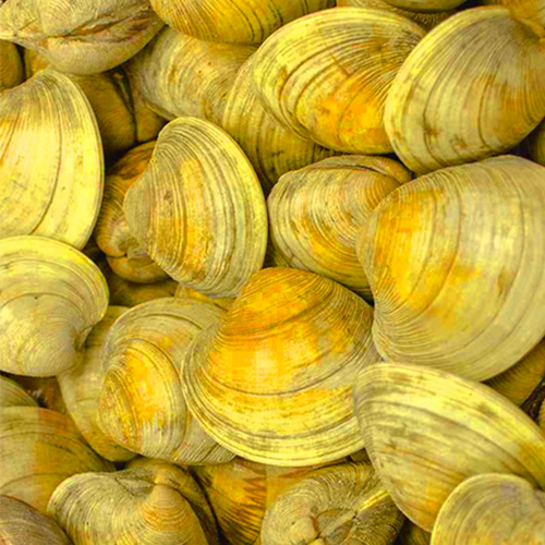 Whelk