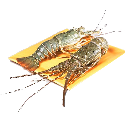 Rock Lobster