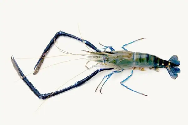 Scampi