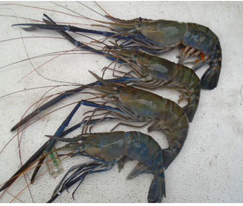Scampi