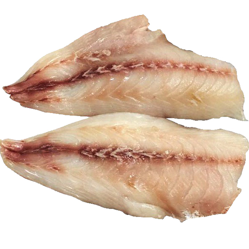 White Snapper- reef Fishes