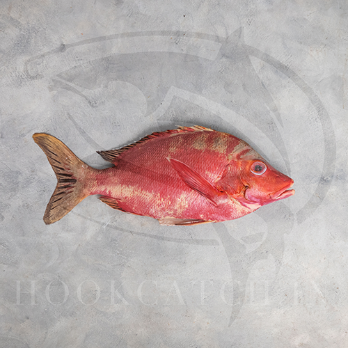 Red Snapper Gilled