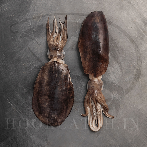calamari squid