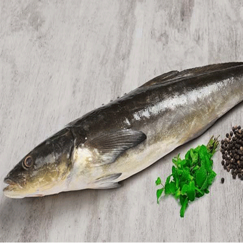 cobia- reef Fishes
