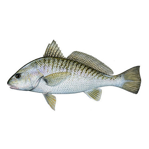 croaker- reef Fishes