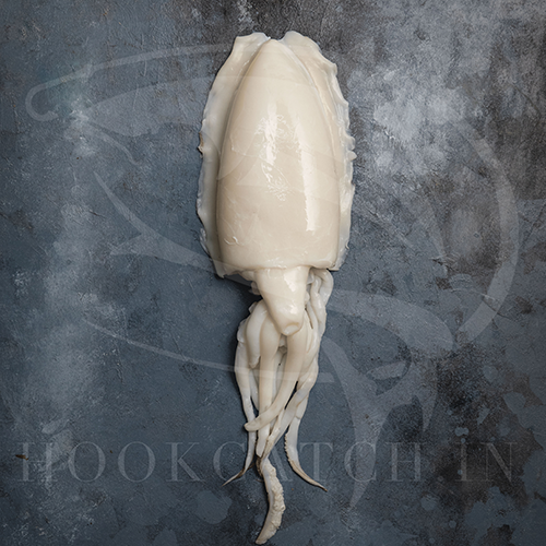 cuttle fish