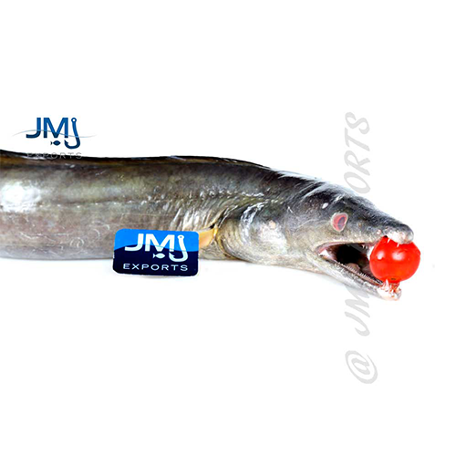 eel fish