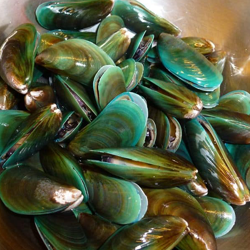 Green Mussels- reef Fishes