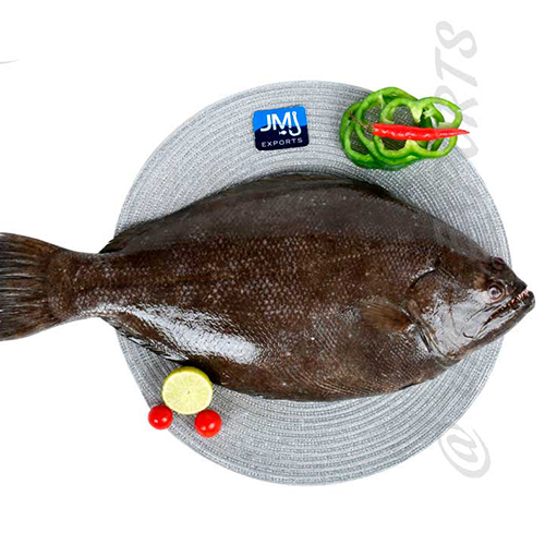Indian Halibut- reef Fishes