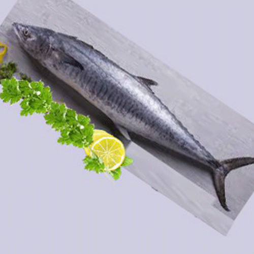 King Fish- reef Fishes