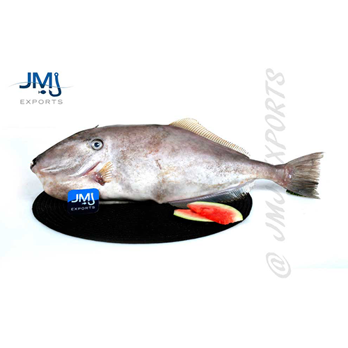 Leather Jacket- reef Fishes