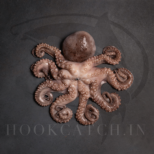 Octopus