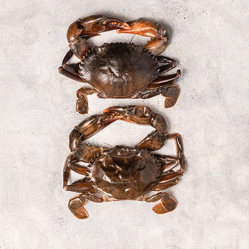 Softshell Crab- Crustaceans