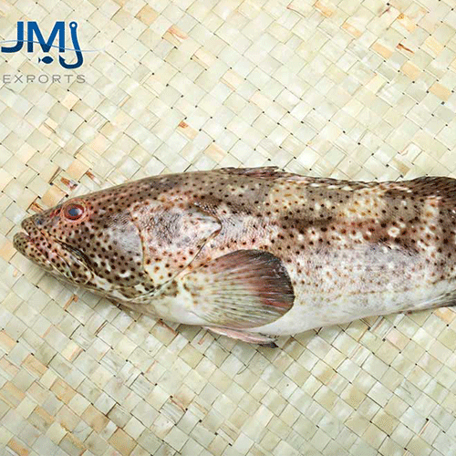 Spotted Grouper- reef Fishes