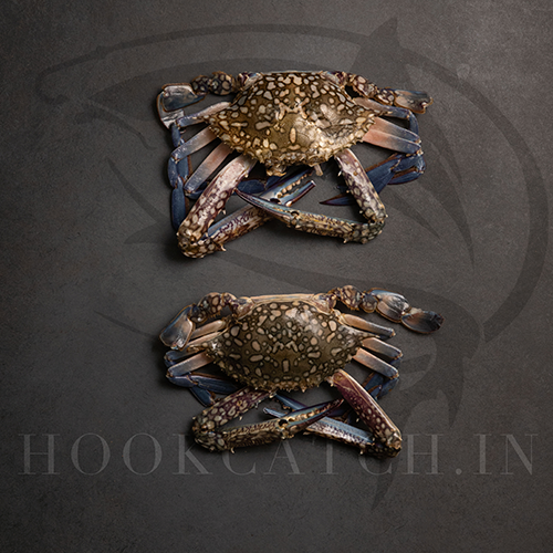 Blue Crab Hook Catch Seafood