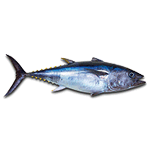 Tuna Hook Catch Seafood