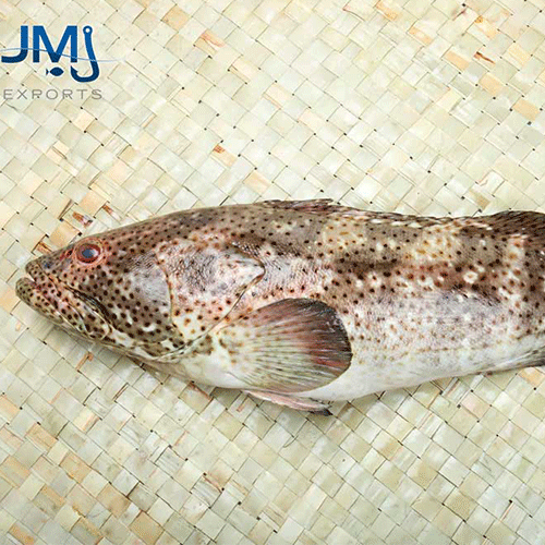 Spotted Grouper Fish Gutted Hook Catch Seafood
