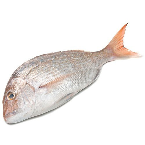 White Snapper Hook Catch Seafood