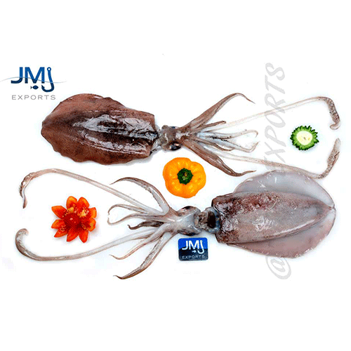 Cephalopods Hook Catch Seafood